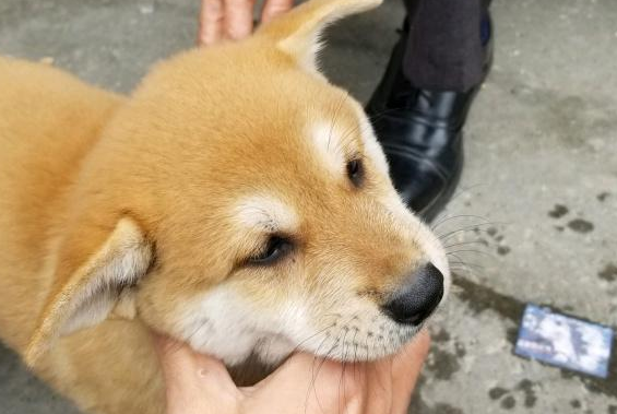 狗市里的大黄,50块一只,却没人愿意买 狗市里的大黄,50块一只,却没人愿意买
