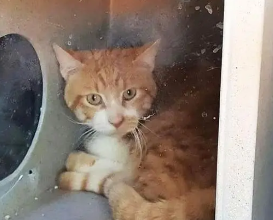 一只橘猫趴地上不动,脖子有些不对劲,走近一看心疼不已 一只橘猫趴地上不动,脖子有些不对劲,走近一看心疼不已