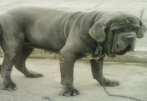 和纽波利顿犬样子差不多的有哪些