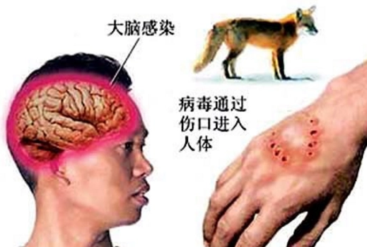 狂犬病狗十天内必死吗