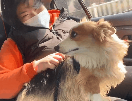 满身血窟窿的柯基被扔路边,蛆虫爬遍全身,被救后变微笑天使 满身血窟窿的柯基被扔路边,蛆虫爬遍全身,被救后变微笑天使