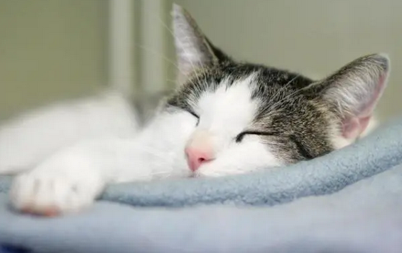 猫愿意在你怀里睡说明
