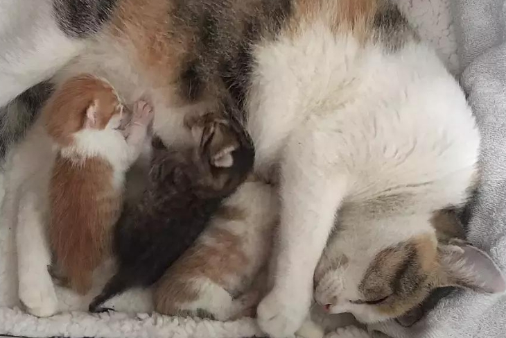 小猫生产的全过程视频