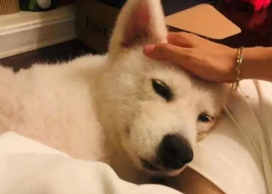 微笑萨摩耶犬被主人遗弃在路边，不吃不喝坚守原地，只为等回主人