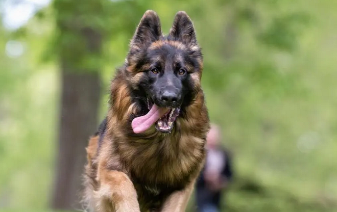 十大巨型犬图片 十大巨型犬图片