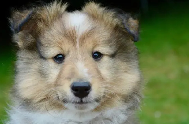 狗爪与犬爪有什么区别图片