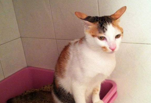 猫总在门口拉屎 猫总在门口拉屎