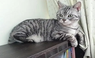 米克斯是猫的品种吗