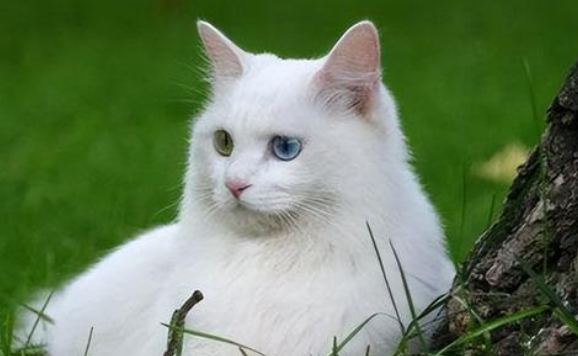 武汉宠物店状告宠物猫主人违约,男子返还宠物猫 武汉宠物店状告宠物猫主人违约,男子返还宠物猫
