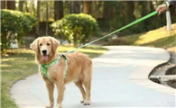 关于养犬的这些知识,你都知道吗?