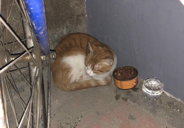 因主人收养流浪猫，橘猫发狂抓伤主人，主人一气之下怒打猫咪