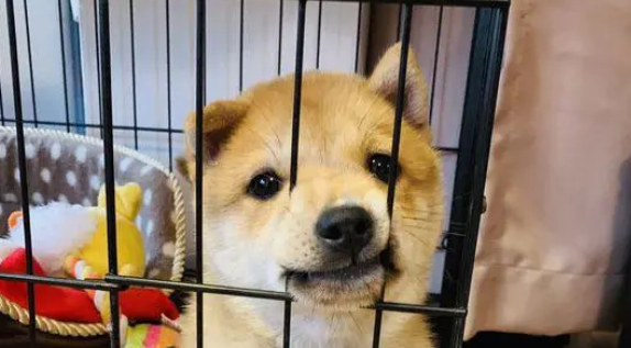 家里有人时柴犬可以自由玩耍,若无人它只能被关在笼子里面 家里有人时柴犬可以自由玩耍,若无人它只能被关在笼子里面