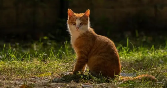 如何处理不想养的猫 如何处理不想养的猫