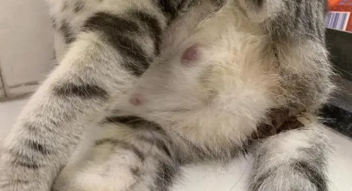 母猫快生了流黄脓不是羊水 母猫快生了流黄脓不是羊水