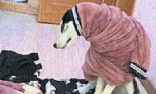 哈士奇把主人衣服给撕了，主人这样惩罚二哈，可二哈反应让人无奈