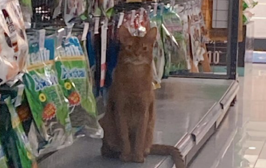 主人给猫咪铲屎的时候,它嫌弃地站在远处观望:你好变态呀 主人给猫咪铲屎的时候,它嫌弃地站在远处观望:你好变态呀