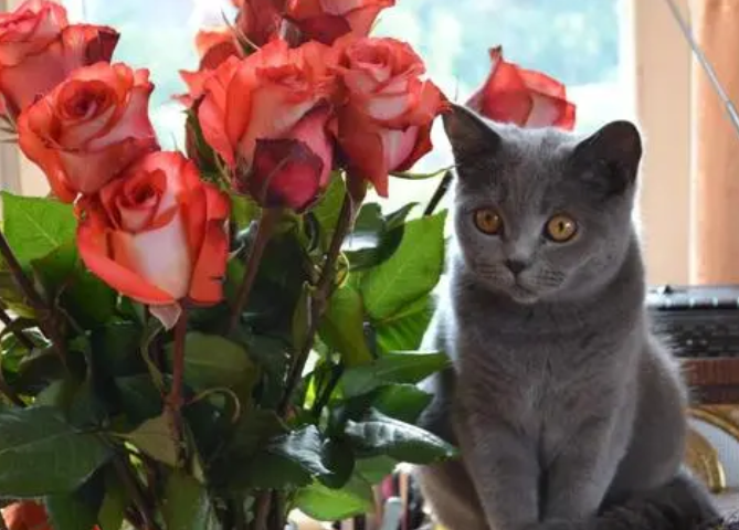 玫瑰花对猫有毒吗 玫瑰花对猫有毒吗
