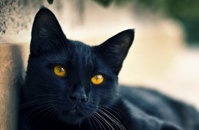 晚上看见黑猫的禁忌