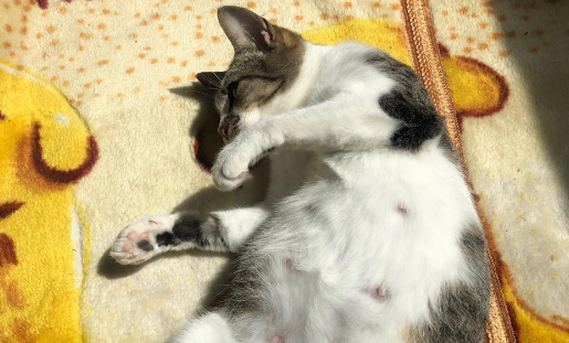 没怀孕的猫咪乳房会大吗