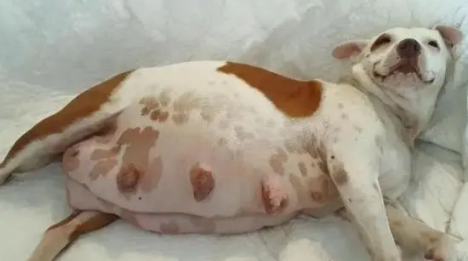 狗真孕和假孕肚子区别