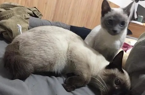 我家猫近亲繁殖了