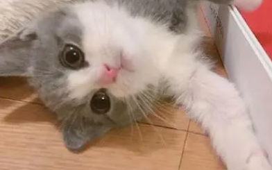小猫像个小孩子一样 小猫像个小孩子一样