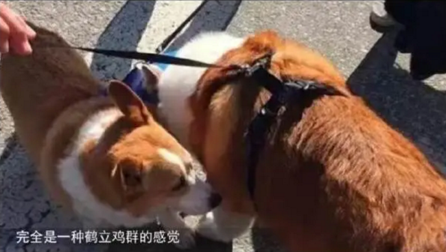 世界上最大的萌柯基,一个人抱不住 堪称柯基界的“巨兽” 世界上最大的萌柯基,一个人抱不住 堪称柯基界的“巨兽”