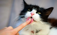 手一伸过去猫咪就舔