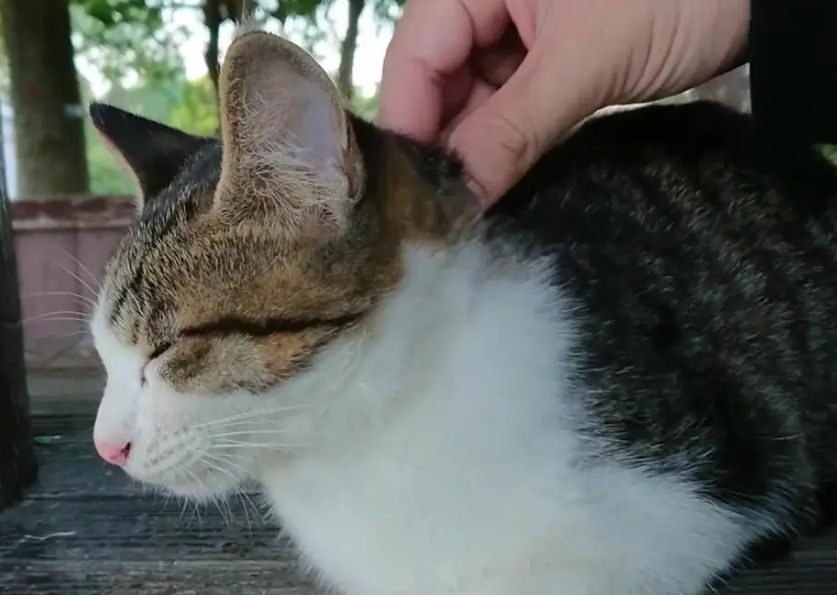 为啥我家猫捏后颈没用
