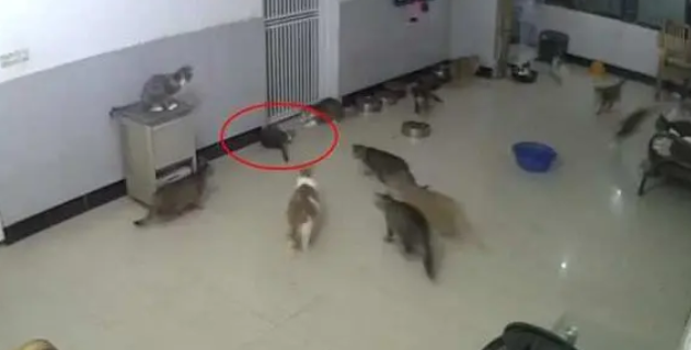 老鼠深夜闯进猫咪收留站,惨遭猫咪围攻 老鼠深夜闯进猫咪收留站,惨遭猫咪围攻