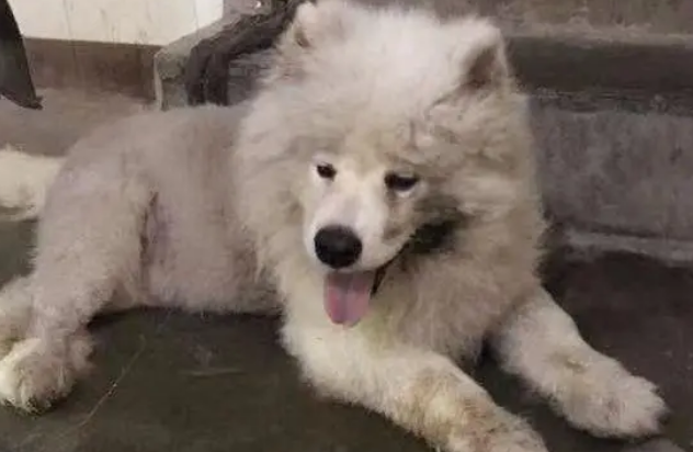 微笑萨摩耶犬被主人遗弃在路边，不吃不喝坚守原地，只为等回主人