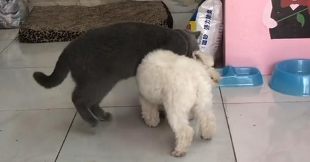 白狗欺负小猫崽,猫妈直接锁住狗脖子 白狗欺负小猫崽,猫妈直接锁住狗脖子