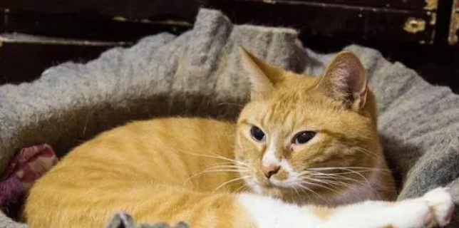 橘猫失踪了,6个月后回来:主人,我带着我的猫儿子回来看你啦! 橘猫失踪了,6个月后回来:主人,我带着我的猫儿子回来看你啦!