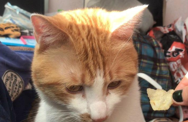 橘猫三个老婆皆意外身亡,在橘猫又带母猫回家时 橘猫三个老婆皆意外身亡,在橘猫又带母猫回家时