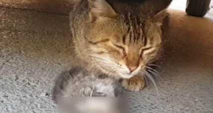 流浪猫妈妈守护在小猫身边不愿离开,路人凑近一看眼泪夺眶而出 流浪猫妈妈守护在小猫身边不愿离开,路人凑近一看眼泪夺眶而出