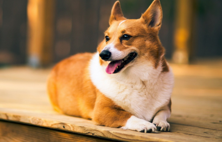 脑炎狗狗死亡前兆