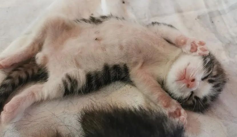 没睁眼的小猫张嘴喘气