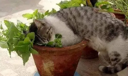 猫咪遇到猫薄荷：浑身瘫软、眼神迷离，“犯罪”现场很壮观