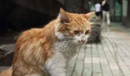 “凶悍”宠物猫发怒 全家人躲卧室报警求助 “凶悍”宠物猫发怒 全家人躲卧室报警求助