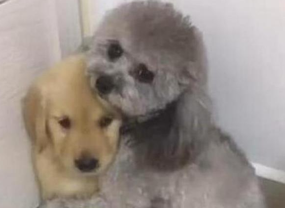 小金毛拆家被主人训斥,被贵宾犬哥哥一把抱住:要骂就骂我好了 小金毛拆家被主人训斥,被贵宾犬哥哥一把抱住:要骂就骂我好了