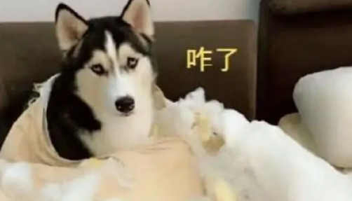 回家看见破破烂烂的沙发,主人当场崩溃,可是哈士奇却一脸呆萌 回家看见破破烂烂的沙发,主人当场崩溃,可是哈士奇却一脸呆萌