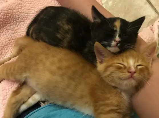小区发现两只没睁眼的小奶猫,女子于心不忍,带回家亲自喂养 小区发现两只没睁眼的小奶猫,女子于心不忍,带回家亲自喂养