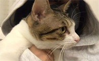 闹猫一年几次