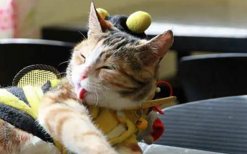 什么消毒液对猫咪无害