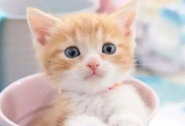 小猫咬人打了一顿