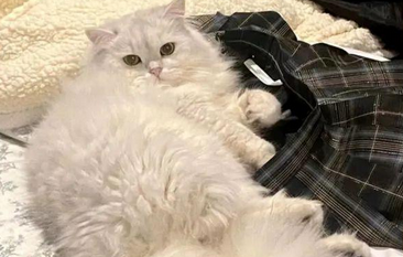 猫“尿闭”治疗后死亡 宠物医院还要起诉主人？