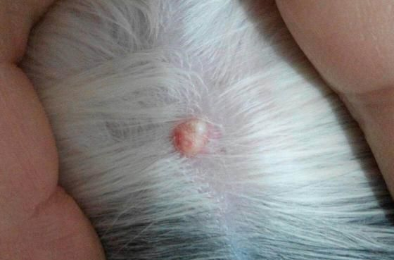 猫脂肪瘤怎么治疗 猫脂肪瘤怎么治疗