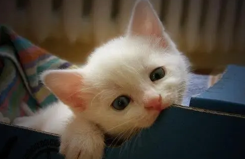 为什么我会觉得猫很像小孩 为什么我会觉得猫很像小孩