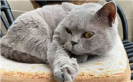 让猫变哑巴的药