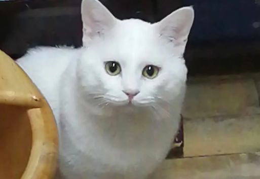 为什么沈阳的猫不能买